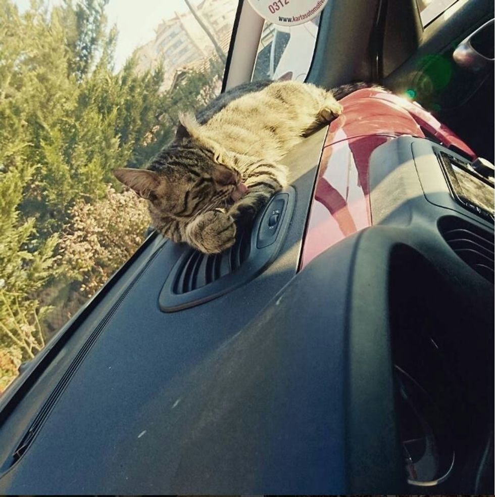 Lonely Stray Cat Breaks into Rescuer's Car Asking to Be Adopted ...