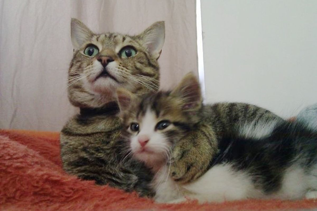 Their Cat Took in a Little Orphaned Kitten and Decided to Be His Dad, Then and Now...