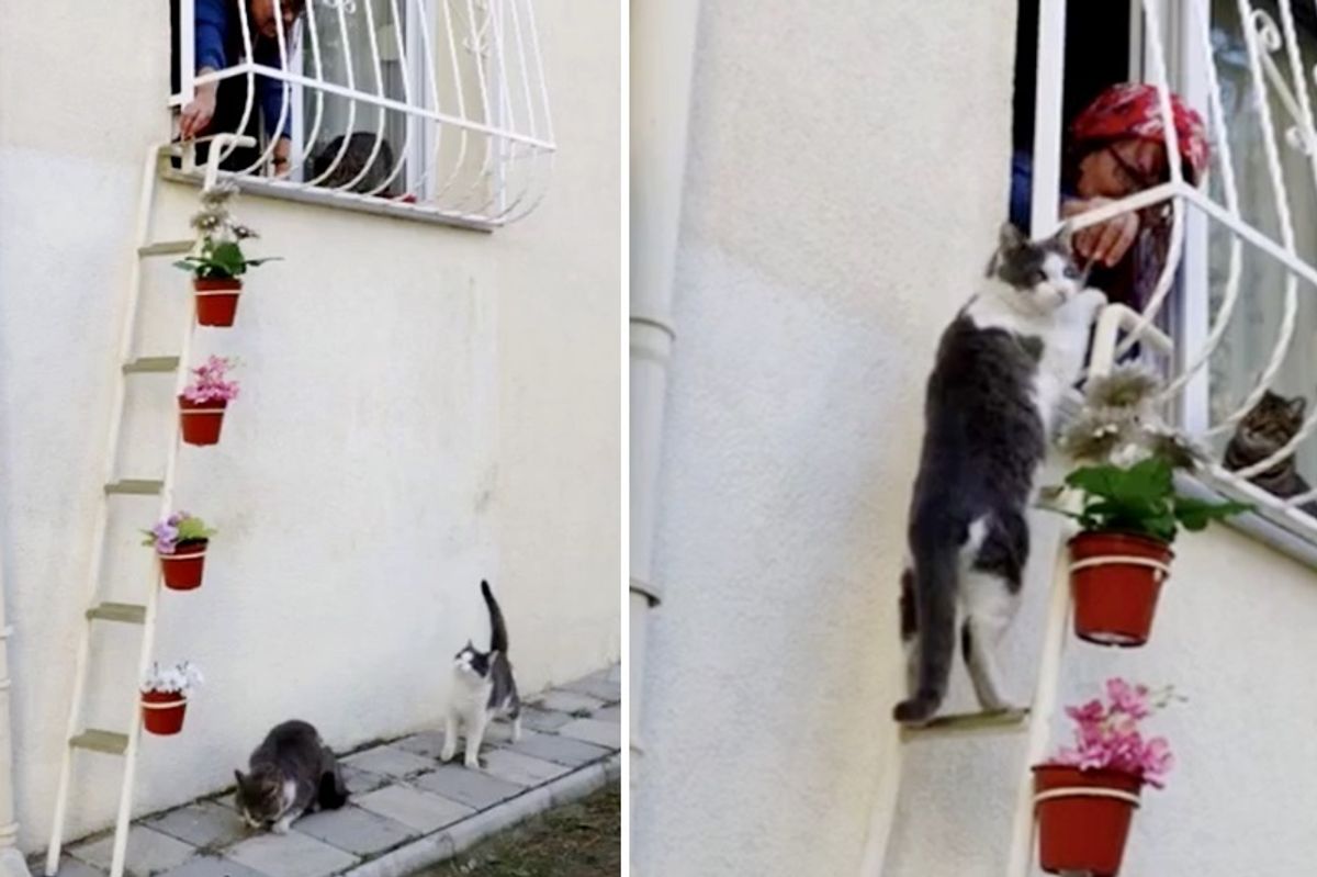 Woman Builds "Cat Ladder" for Stray Cats to Enter Her Home from Bitter Cold..