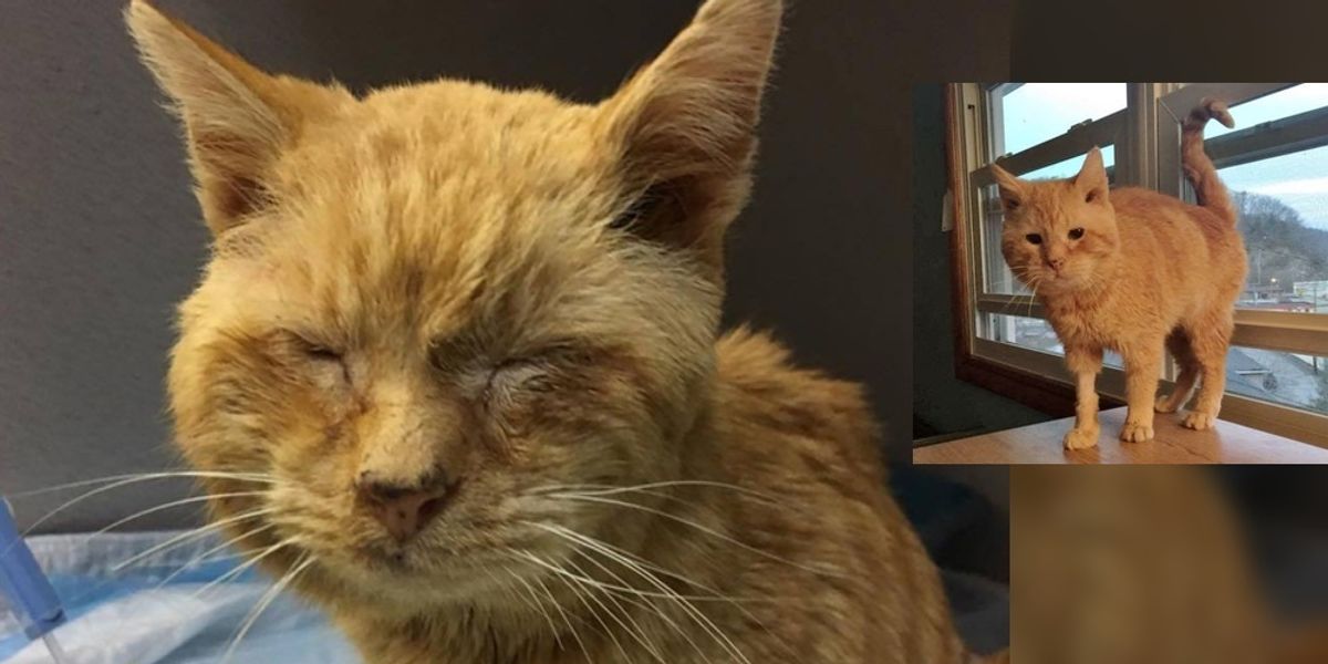 Elderly Stray Cat Can’t Stop Chirping with Joy After Being Saved From