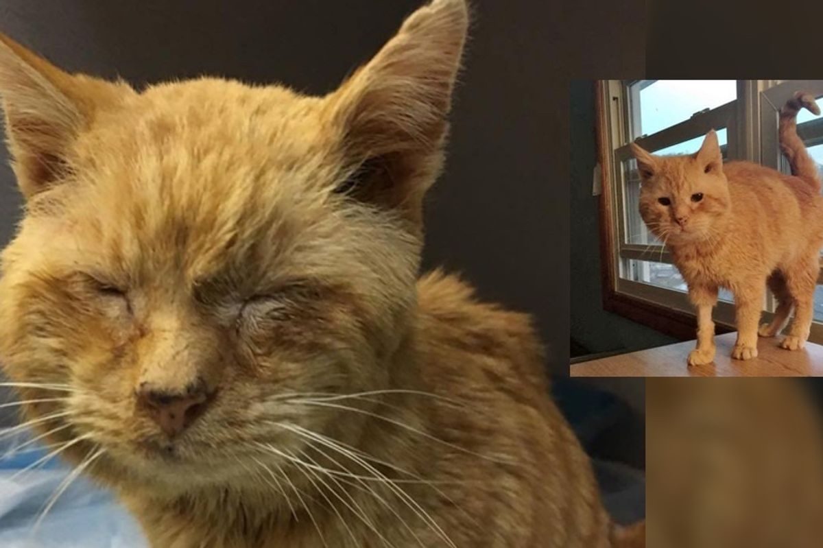 Elderly Stray Cat Can’t Stop Chirping with Joy After Being Saved From the Brink Half Frozen...
