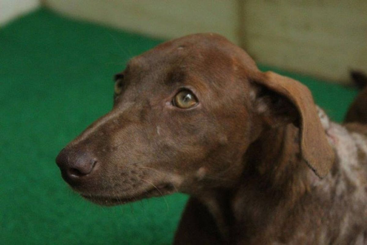 A kind stranger gave this wounded puppy a second chance