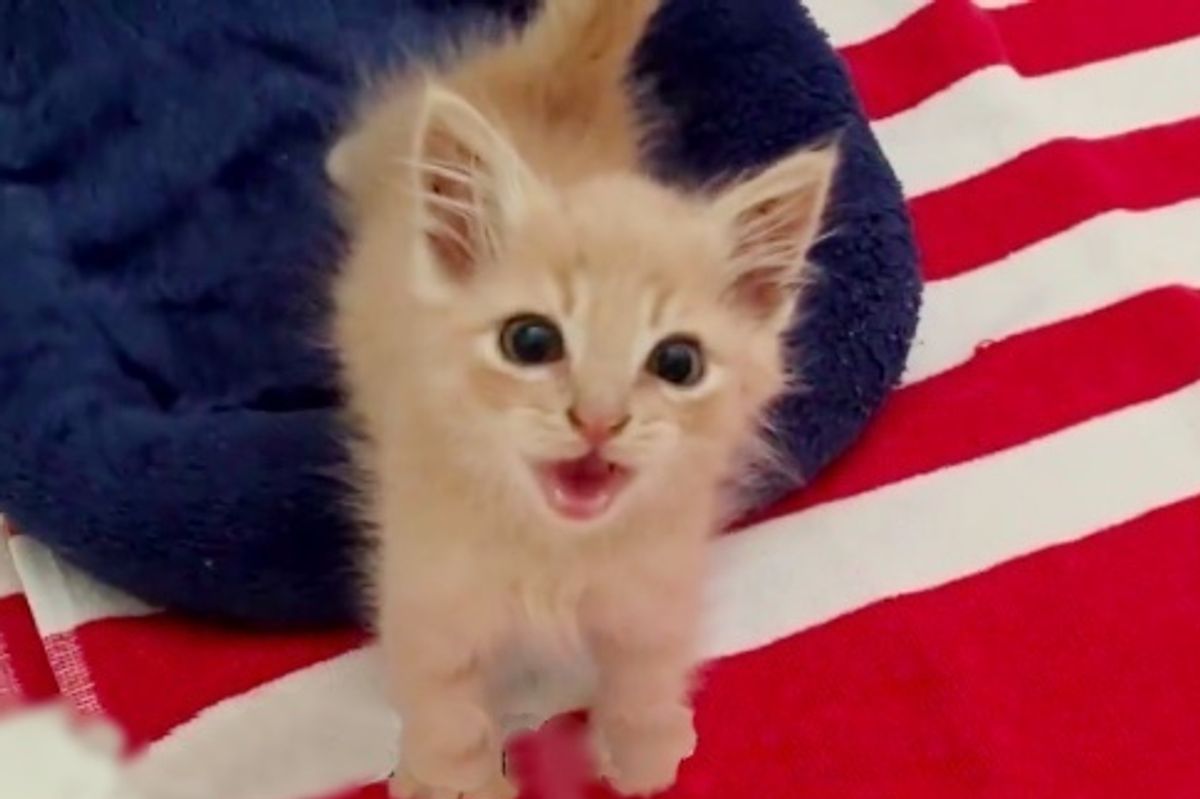 Kitten With Missing Foot Tells His Rescuers in Raspy Meow How Thankful He is...