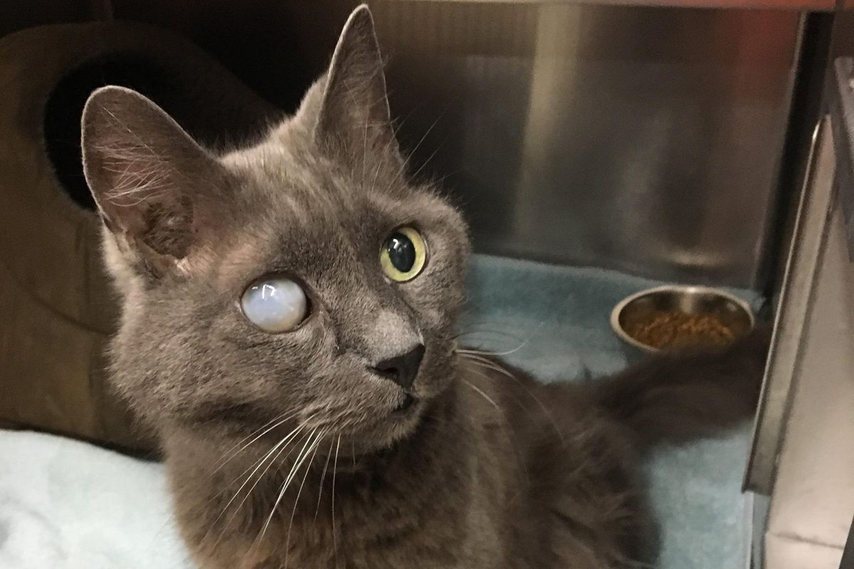 18 Year Old Cat Blind in One Eye Terrified in Shelter Until Woman Got Him Out...