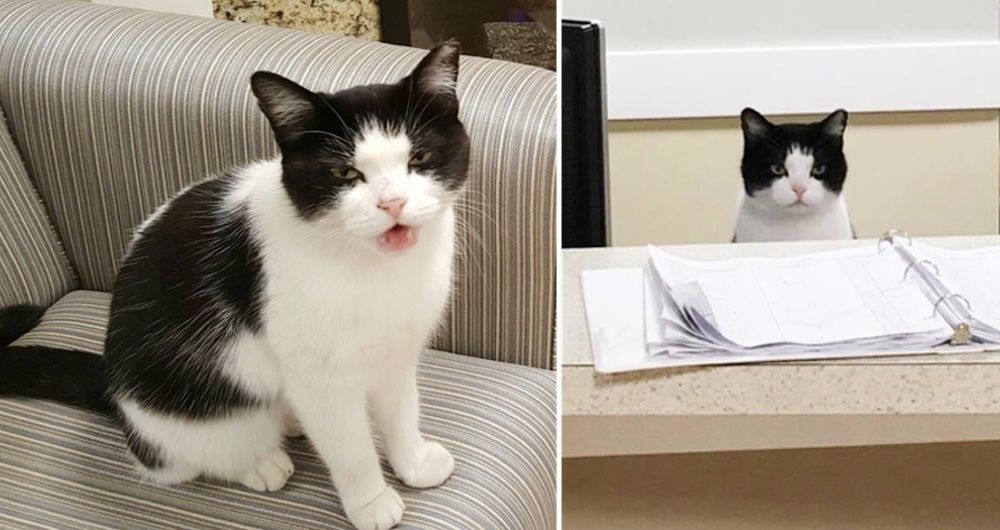 Stray Cat Wanders into Nursing Home and Decides to Work There... Love