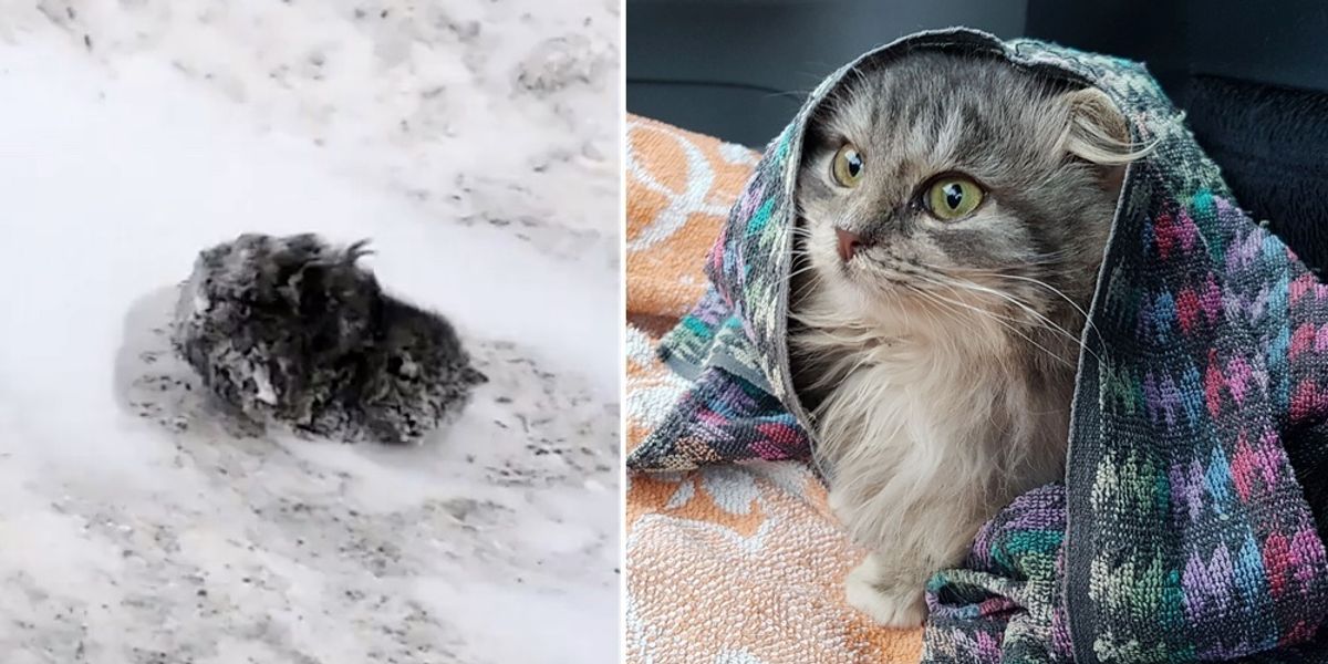 Man Saves Cat Freezing on Roadside Covered in Snow While Others Keep