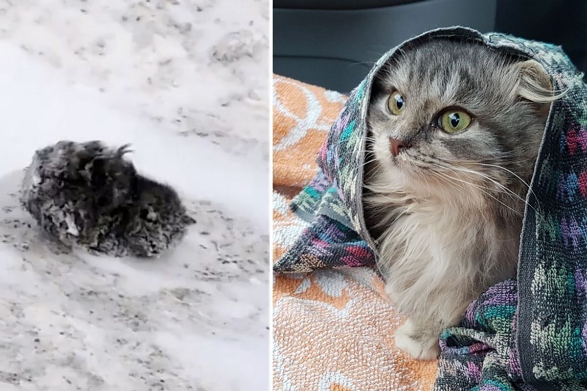 Man Saves Cat Freezing on Roadside Covered in Snow While Others Keep Driving