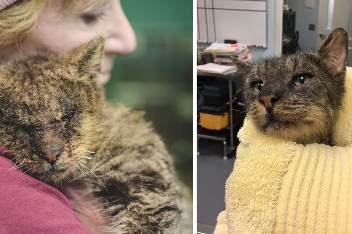 Woman Hugs Cat No One Would Touch and Changes His Life by Love.. (with Updates)