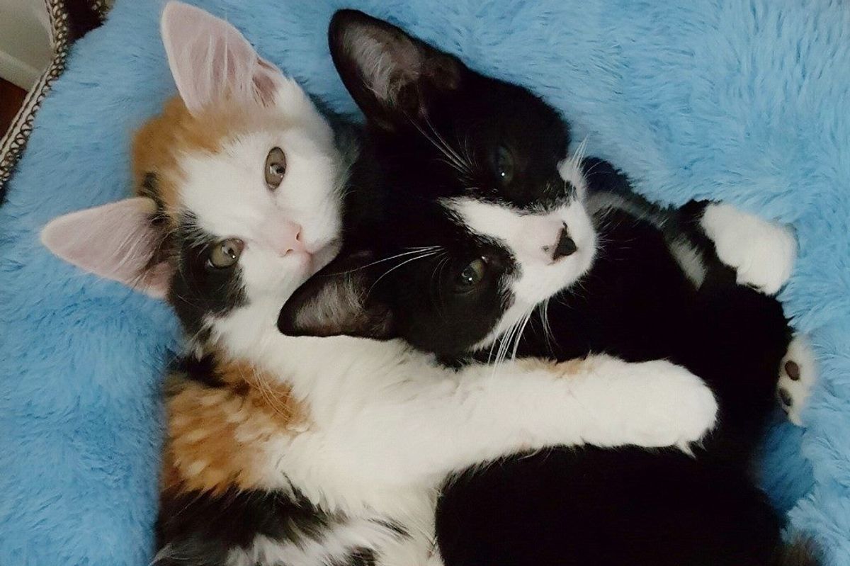 Paralyzed Cat Takes to Another Special Kitty Just Like Her and Won't Let Go...
