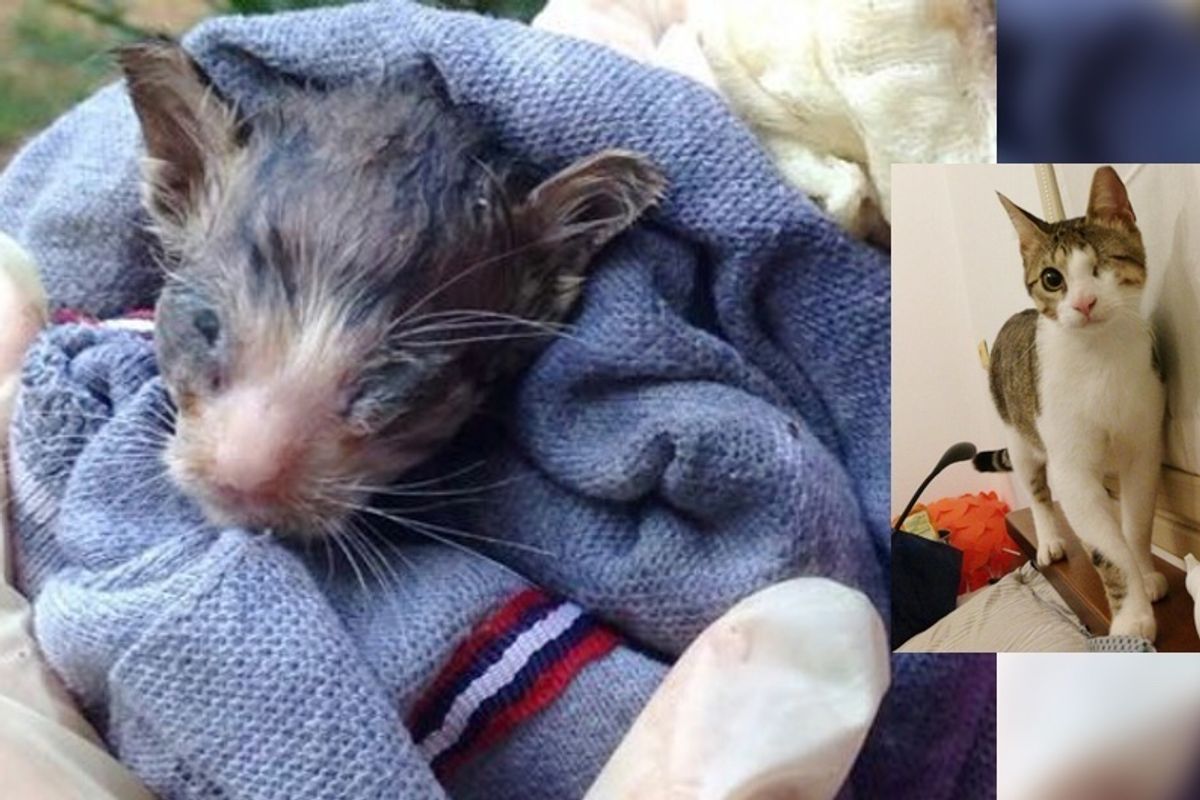 No One Thought This Kitten Would Survive But He Proved Them Wrong, Now 6 Months Later...