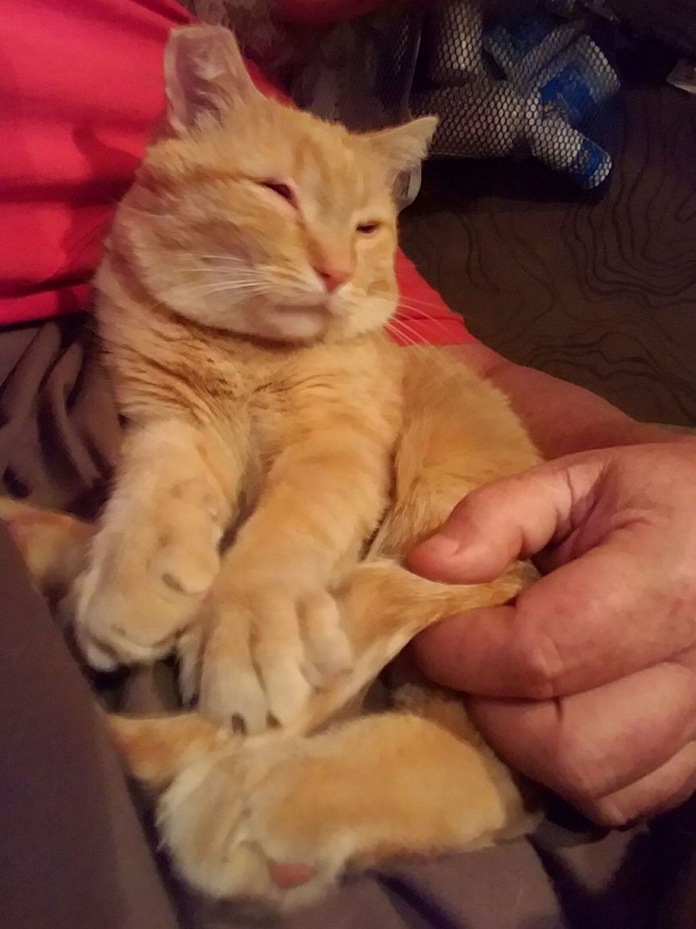 Trucker Takes a Chance on Rescued Cat and the Ginger His