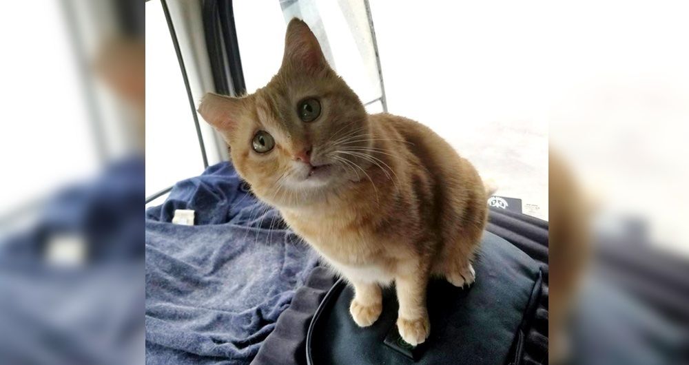 Trucker Takes a Chance on Rescued Cat and the Ginger His