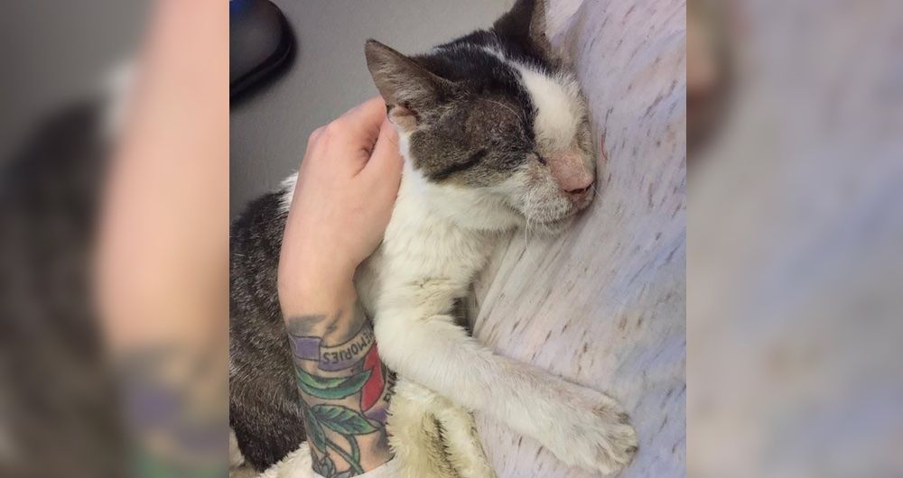 12 Yearold Cat Who Was Neglected, Receives Love And Can't Stop Hugging