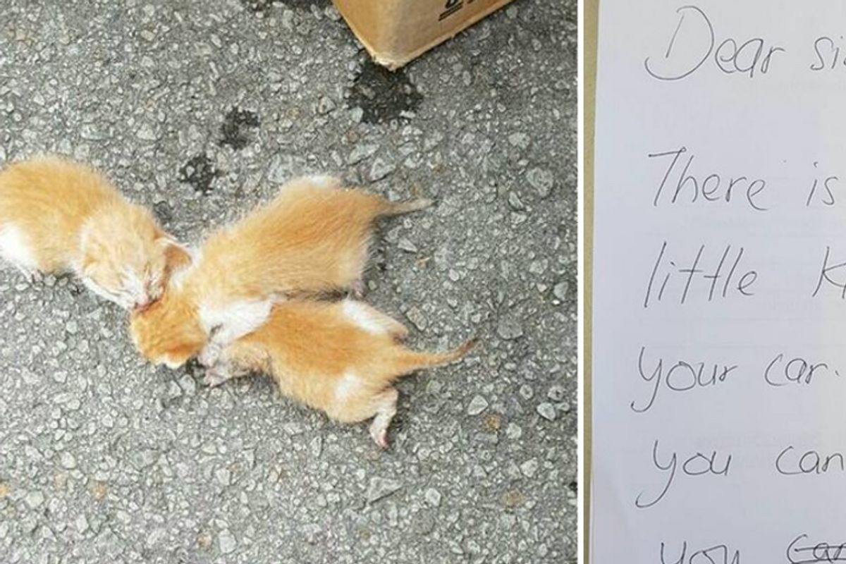 A Note From a Stranger Saved the Lives of 3 Tiny Kittens...