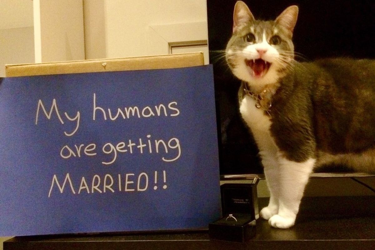Cat Helps Her Human Parents Announce Their Engagement In a Very Special Way...