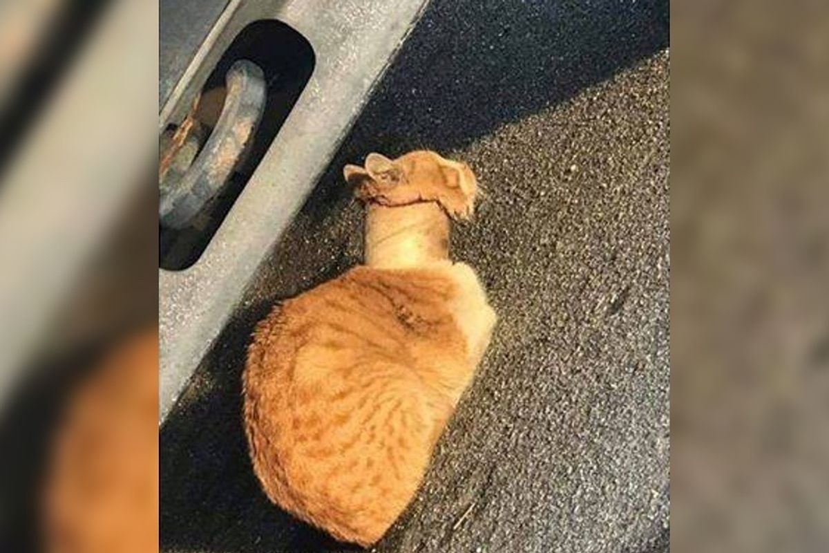 Rescuers Save Cat With Tape Roll Stuck Over Neck and Turn His Life Around...