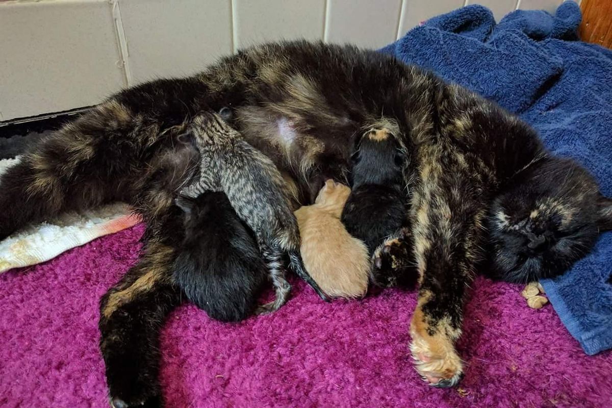 They Save Bobtail Tortie Cat, Who Has 5 Babies As Special As She Is..