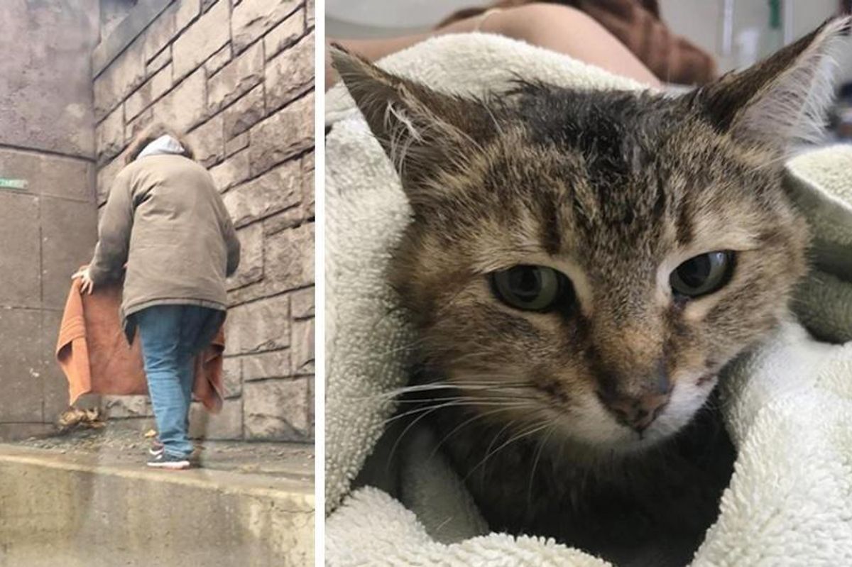 Cat Stranded on Expressway Frozen with Fear Until Woman Came to Her Rescue.. (with Updates)