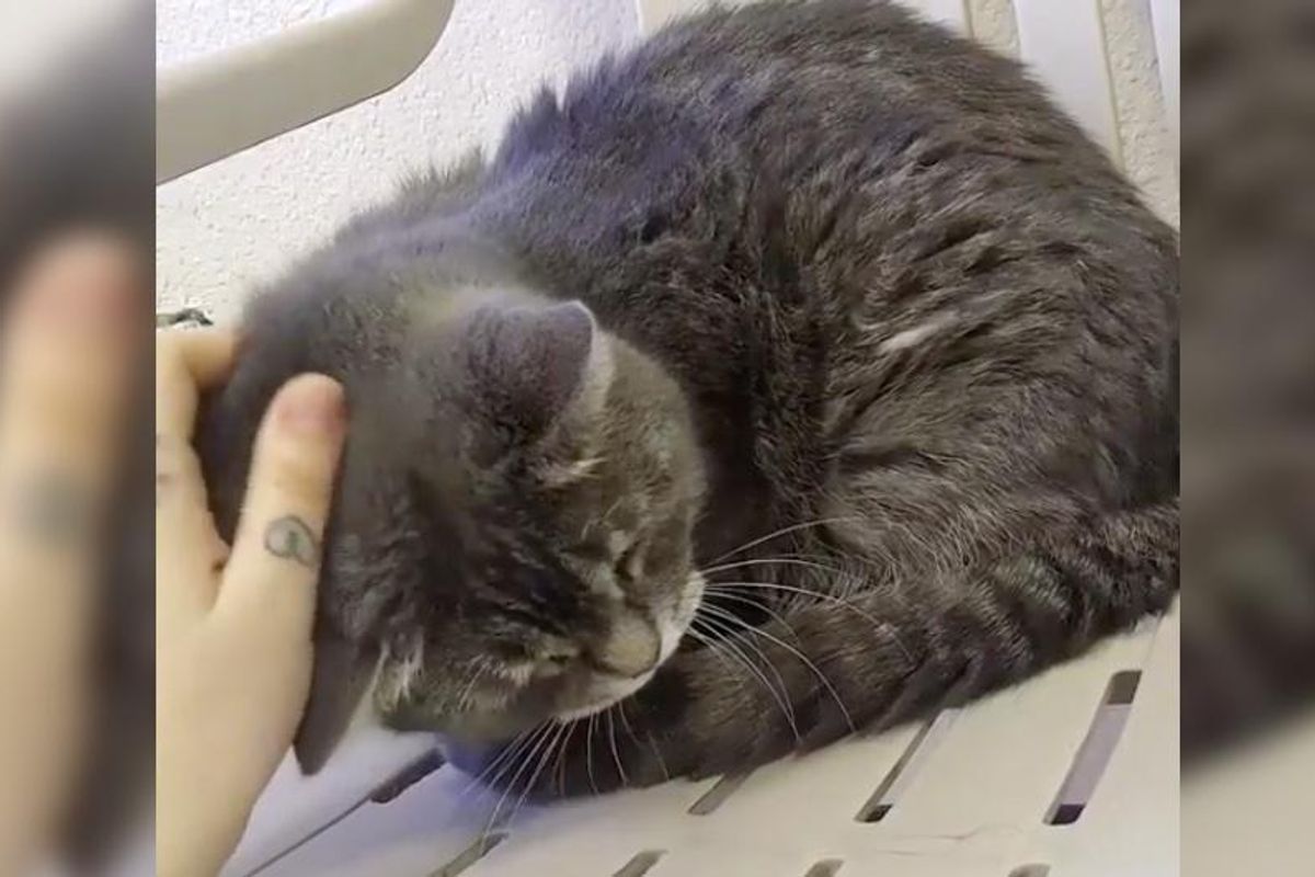 Woman Takes a Chance on 14 Year Old Shy Cat Who Couldn't Find a Home, Hours After Adoption…