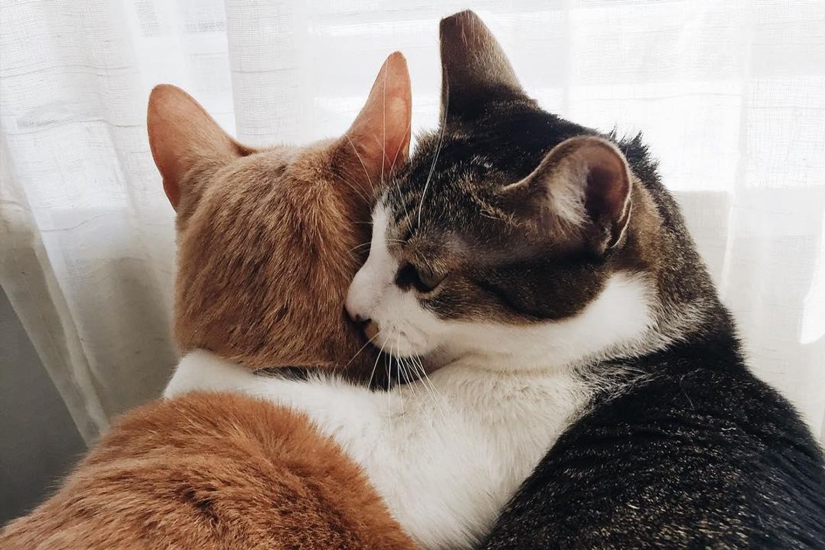 Rescued Cat Can't Stop Cuddling With Another Rescued Kitty Who Didn't Like Him...