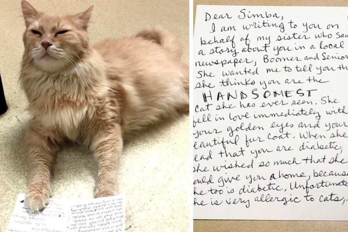 11 Year Old Shelter Cat with Special Needs Receives Letter from Secret Admirer..