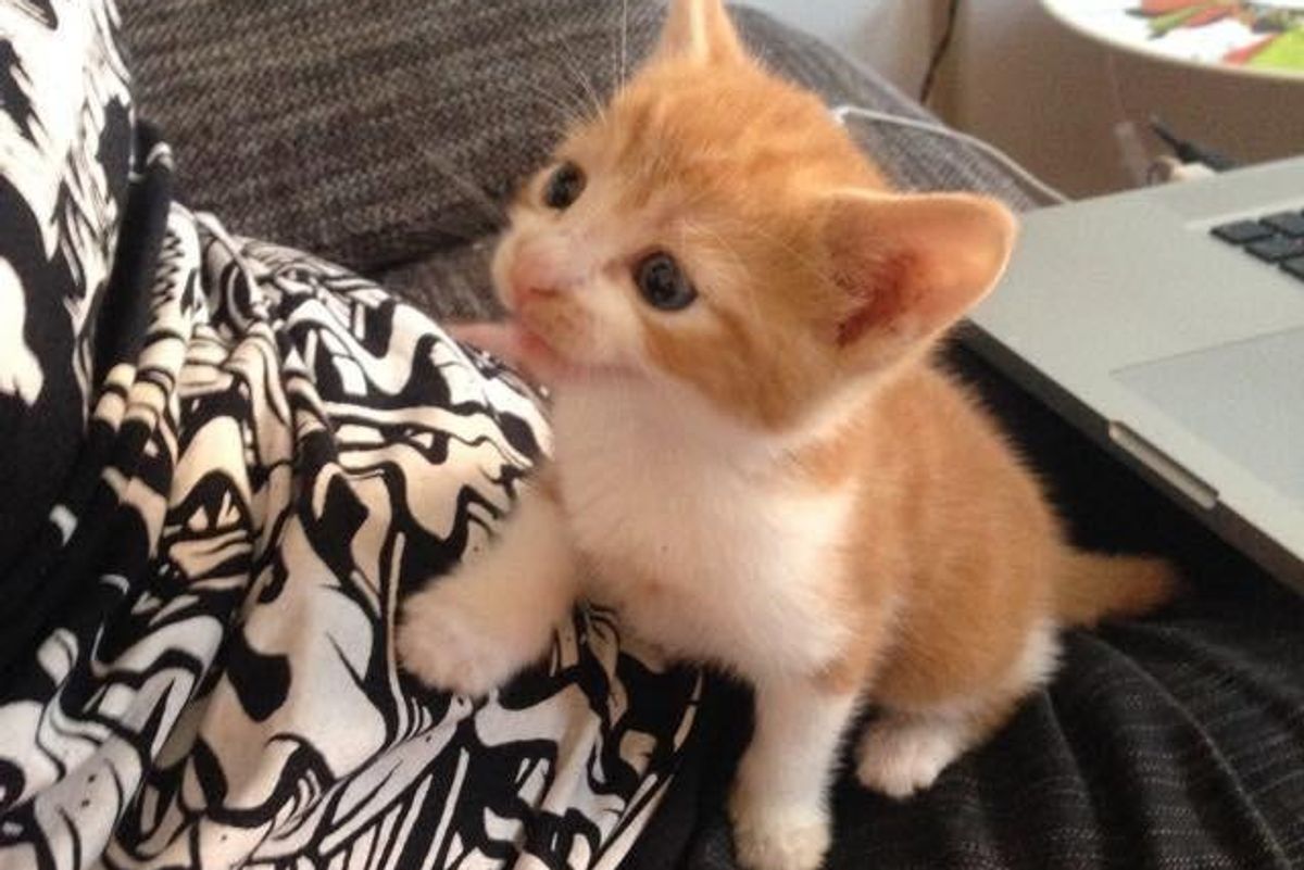 Man Saves Abandoned Kitten Who Cuddles Up to Him Asking for Love...