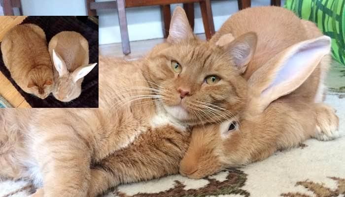 Family Gives Their Ginger Cat an Unlikely Friend and They Form an ...