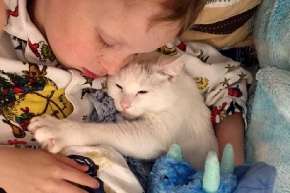 Cat Who Lost Her Own Babies Finds Someone to Love and Care for...