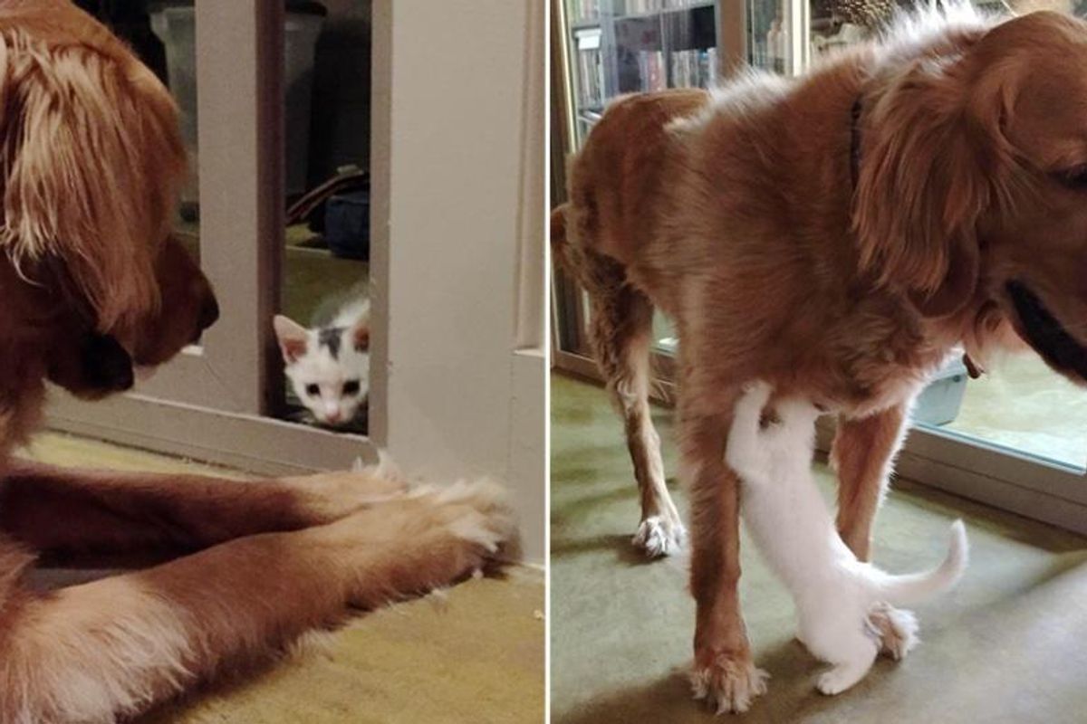 Dog Takes in Motherless Kitten and Raises Him as His Own, Now 2 Years Later