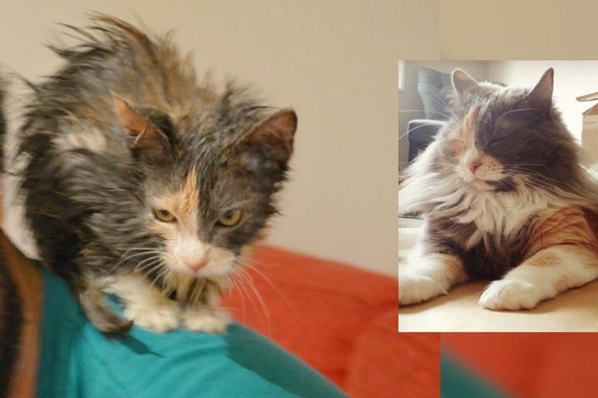 Kitten Who Was Brought Back from the Brink, Clings to Her Rescuers, Now 2 Years Later..
