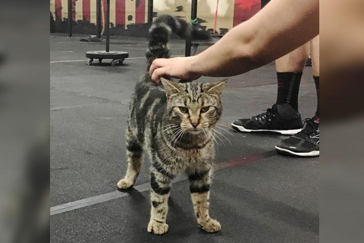Stray Cat Wanders into Gym to Offer Some 'Help' and Motivation
