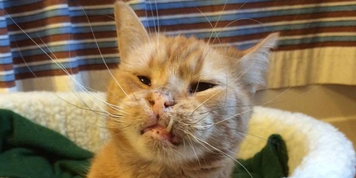 Some Called This Wobbly Cat "Weird" Looking but His Rescuers Know He is