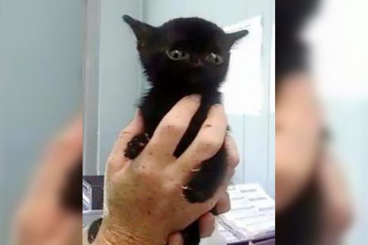 Very Special Kitten Saved in Nick of Time Blossoms into Beautiful Panther Cat..