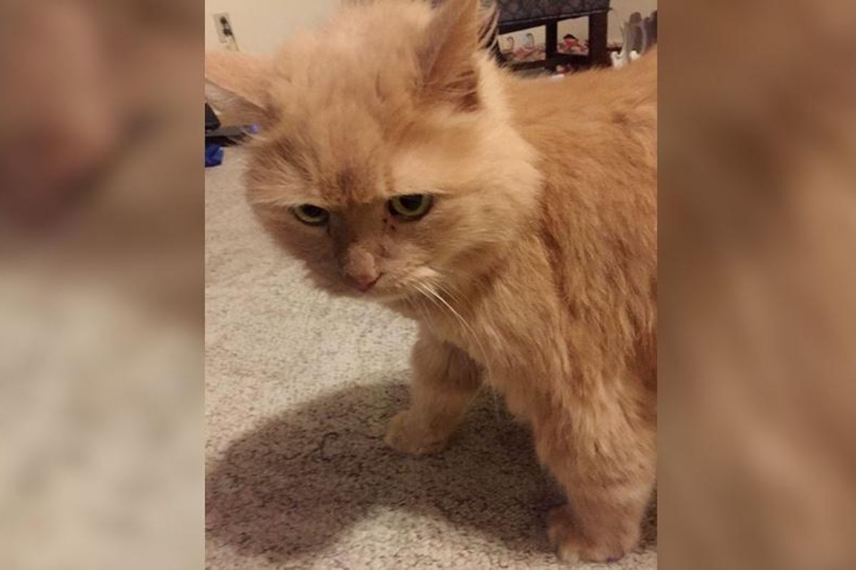 Woman Asks Shelter for Least Adoptable Cat and Finds 16 Year Old Ginger Hiding in Corner, 5 Hours After Adoption.