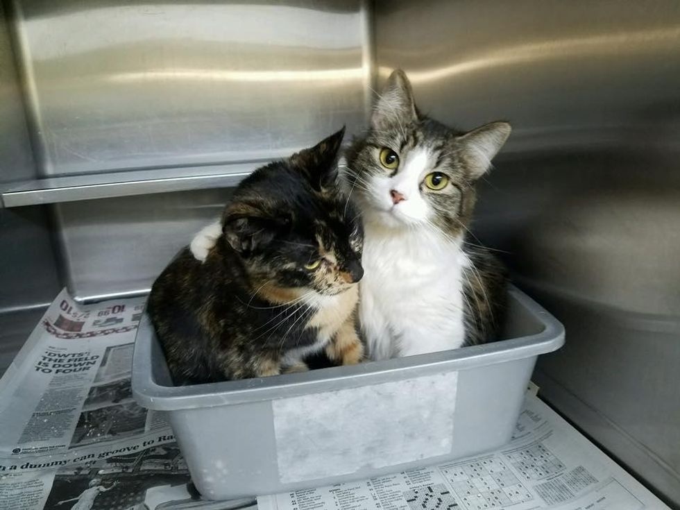 Bonded Cats Never Stop Cuddling At Shelter, Two Hours After Waiting ...