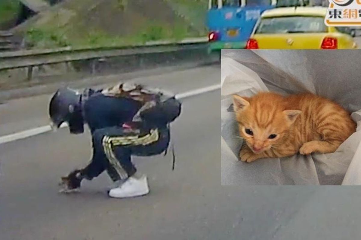Man Stops Traffic to Save a Tiny Kitten in the Middle of Busy Road.. (with Updates)