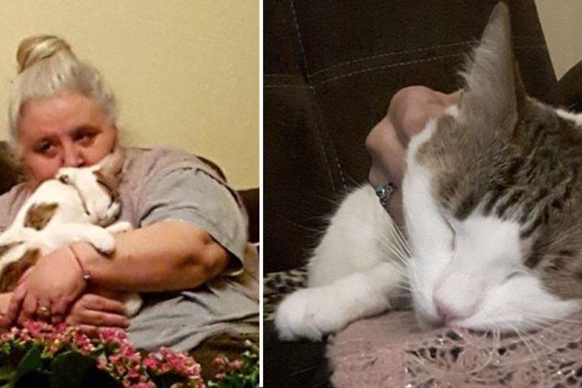 Tailless Cat Insists to Be with Sad Grandma Who Never Liked Cats, It Changes Her Life...