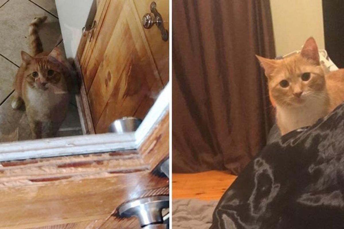 Cat Won't Stop Staring At His Human Mom Who Gave Him a Forever Home.. (More photos)