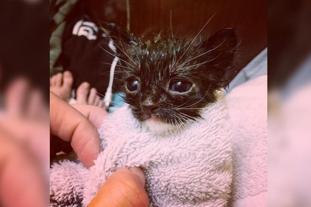 Couple Saves Motherless Kitten From a Field, What a Difference One Day Can Make...