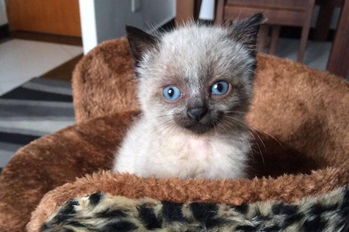 Woman Hears Faint Meows and Finds Tiniest Kitten Fighting for His Life, Now a Year Later...