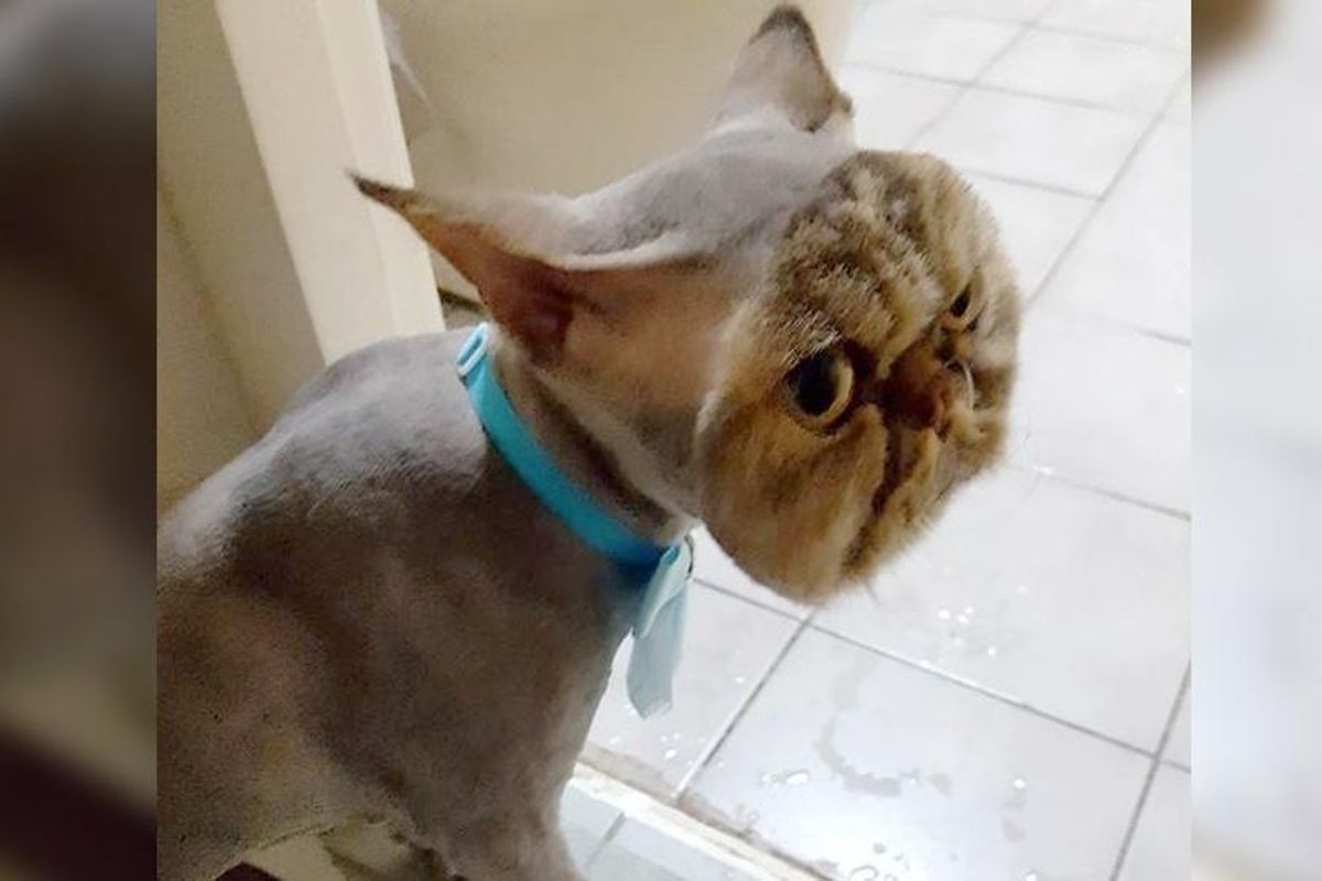 Persian Cat Goes to Get Haircut But Comes Back With an Unexpected Look...