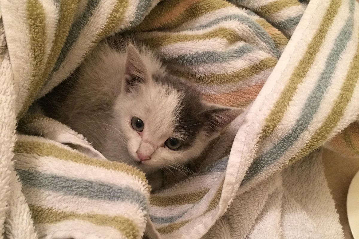 They Save Kitten From Car Engine and Turn Him into Lovable Couch Potato...