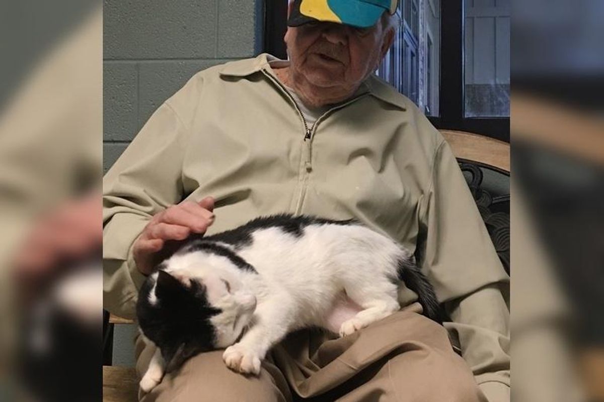 13-year-old Shelter Cat Refuses to Leave Man Who Came to Visit Her...