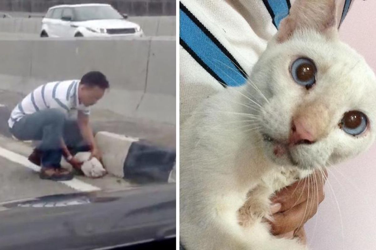 Man Saves Stray Cat Cowering In the Middle of Busy Highway...