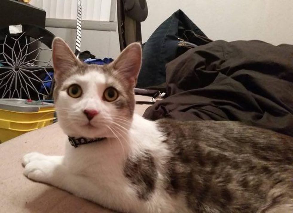 Shelter Cat Climbs on Man's Shoulders Asking Him to Be His Forever