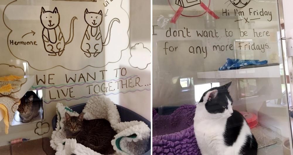 Shelter Illustrates Thoughts for Cats to Help Them Find Their Forever ...
