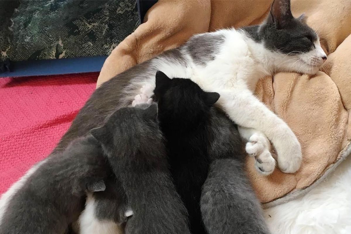 Stray Cat with Thumbs Surprises Rescuers with Litter of Kittens with Big Mittens...