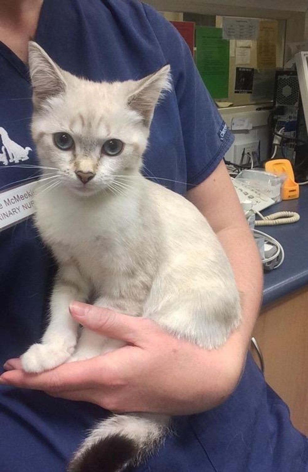 Vet Nurse Tries Not to Get Attached to Stray Kitten But the Kitty Has a