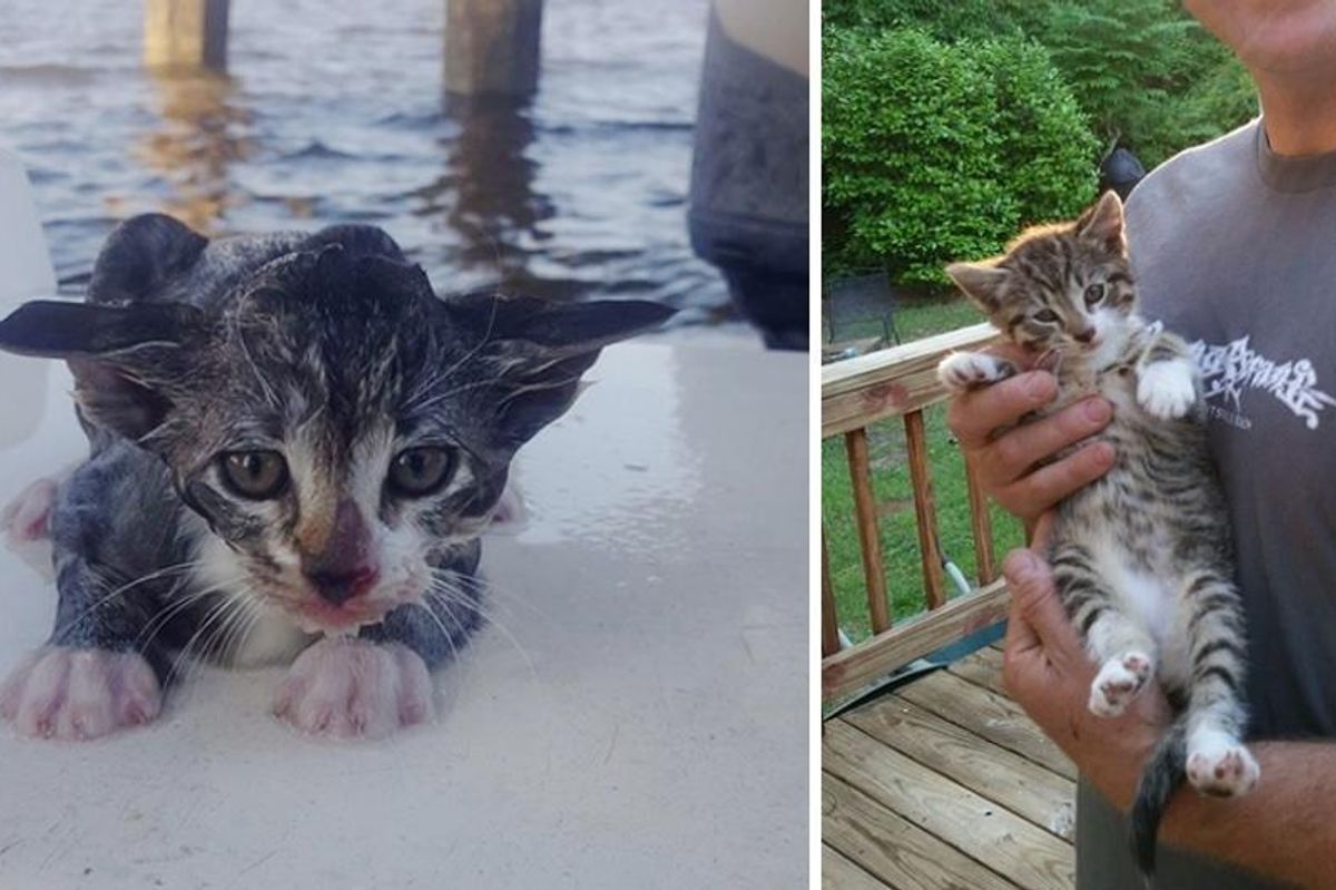 Underwater Bridge Inspectors Save Kitten from Drowning and Find Him a Home...