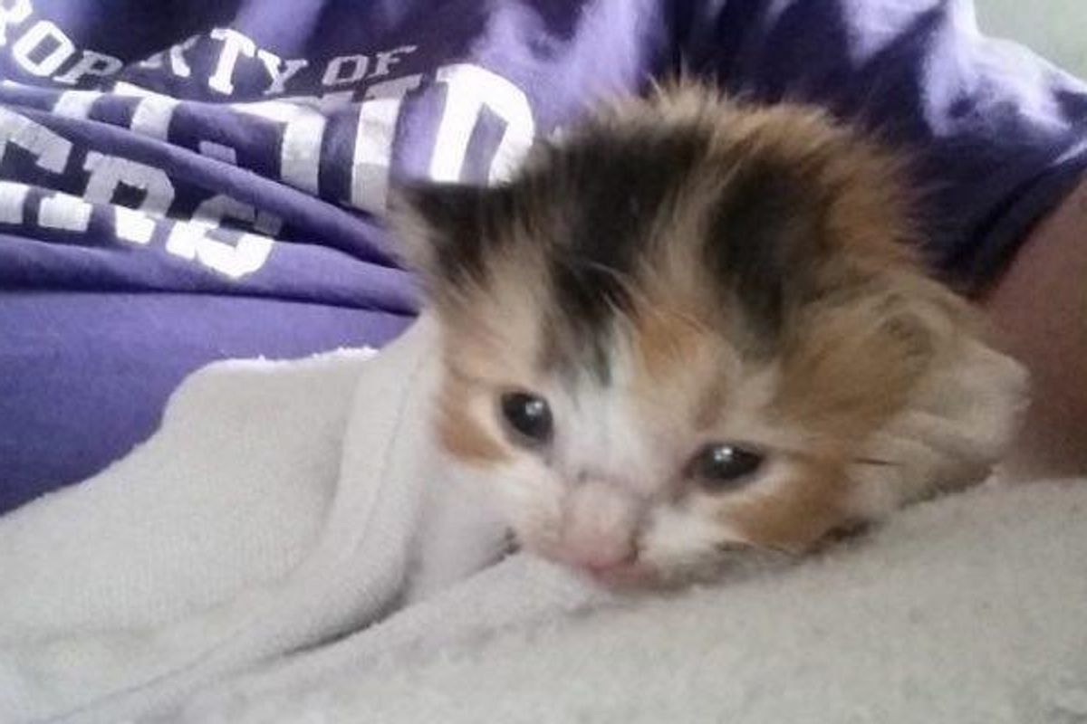 Man Refuses to Give Up Looking for Crying Kitten, After Days of Searching…
